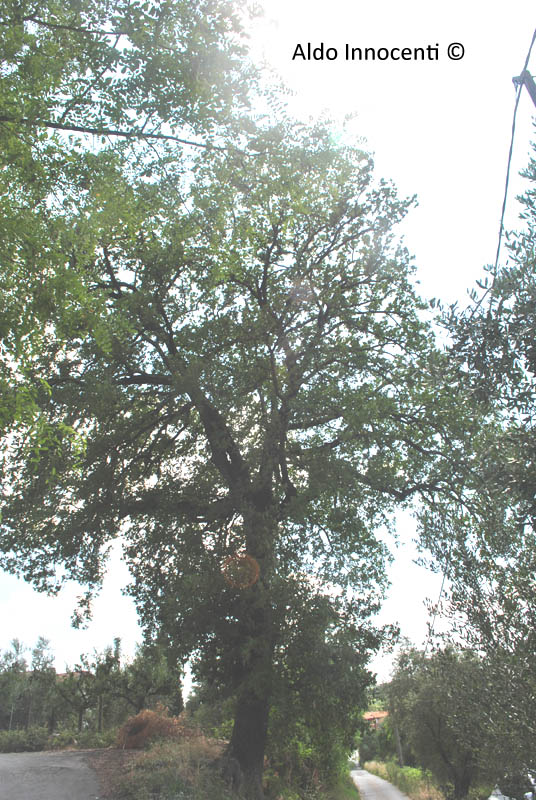 QUERCIONE DI CANADINO 4